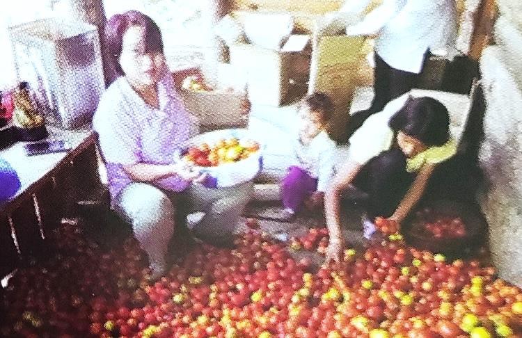 Commercial Vegetable production: A Profit-making venture