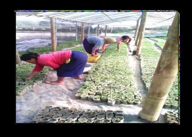 Economic Uplift through Seedling Production and Value Chain Management of King Chilli