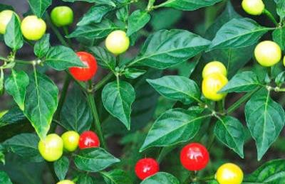 Success through cherry Pepper Cultivation in South Sikkim