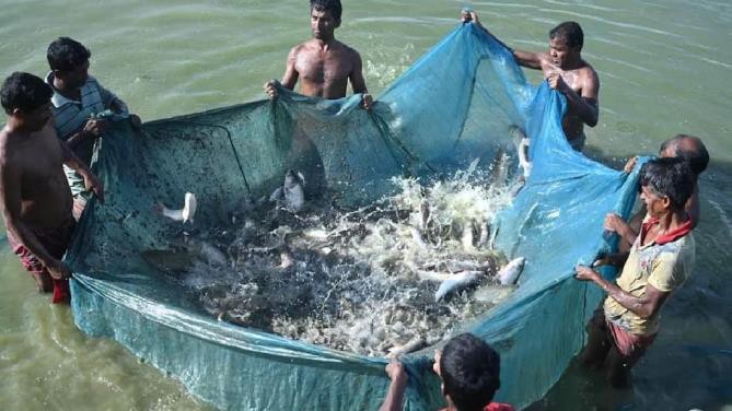 Fish farming booms in Paharpur, Tripura